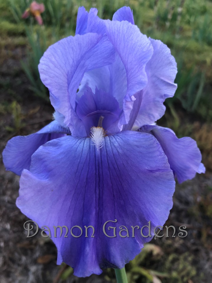 Iris Sugar Blues